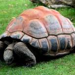 Сейшельские гигантские черепахи помогли спасти хурму