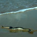 Самки морских змей продемонстрировали склонность к единобрачию