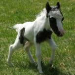 Самой маленькой лошадке в мире 22 апреля исполнился год