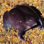Пурпурная, или лиловая лягушка (лат. nasikabatrachus sahyadrensis)