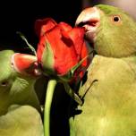 Сенегальские попугаи больше доверяют ощущениям, чем зрению