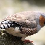 Птицы тяжелее переносят сезон размножения, если в детстве росли ''на голодном пайке''