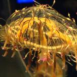 Olindias formosa, или медуза цветочная шляпка