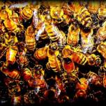 Чтобы найти дорогу в улей, пчёлы ориентируются по ландшафту