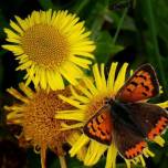Самки бабочек-червонцев отвергают самцов, складывая крылья