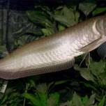 Платиновая арована (osteoglossum species) - самая дорогая аквариумная рыба