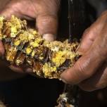 Как добывают мед диких гималайских пчел