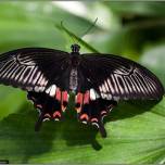 Парк бабочек – cambridge butterfly conservatory