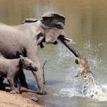 Нападение крокодила на слониху