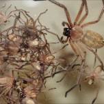 Австралийские пауки delena cancerides живут огромными семьями
