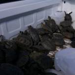 Сотня черепах сорвала посадку самолетов в аэропорту нью-йорка