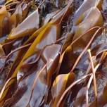 Биотопливо из морских водорослей — энергетика будущего