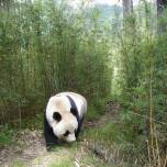 Самки и самцы большой панды живут раздельно