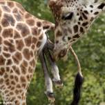 Рождение жирафа