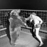 Бокс с медведем