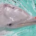 У дельфинов обнаружили седьмое чувство