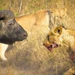 Африканские львы не подвергают добычу излишнему стрессу