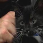 Кошка с котятами пострадала от обученного ястреба