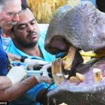 Стоматологи помогли больному бегемоту