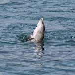Что дельфины знают о смерти?