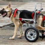 История спасения щенка-инвалида по кличке чухча