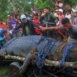 На филиппинах поймали самого большого гребнистого крокодила