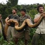 В лесах южной америки поймана гигантская анаконда