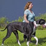 Самой большой собакой в мире стал немецкий дог по кличке нова