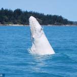 Удалось сфотографировать горбатого кита альбиноса