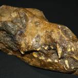 Найден череп одомашненной собаки эпохи палеолита
