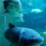 Травоядные рыбы могут переходить на животную пищу