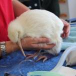 Новозеландские ветеринары спасли белого киви