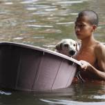 Cпасение домашних животных от наводнения в тайланде