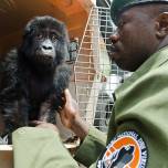 Спасение из плена детеныша гориллы