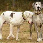 У слепого дога появился друг собака-поводырь
