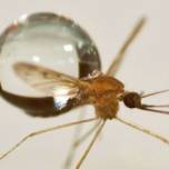 Почему комары могут летать в дождь
