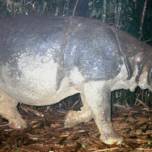 Последний яванский носорог был найден во вьетнаме мертвым