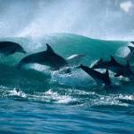 Самцы дельфинов помогают друг другу ухаживать за самками
