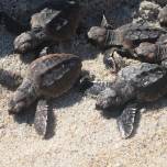 Головастая морская черепаха достигает зрелости к 45 годам