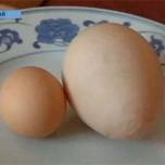 Гигантское яйцо снесла курица на одной из птицеферм в китае
