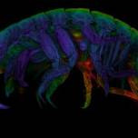 Креветки вида crassicorophium bonellii способны плести нити