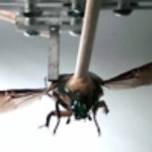 Учёные получили энергию от тел жуков-киборгов