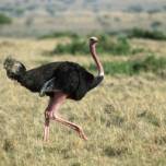 Африканские страусы — счастливые обладатели пениса, доставшегося им от древних рептилий