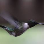 Как летают колибри