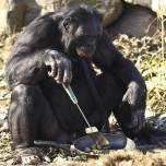 Шимпанзе-Бонобо научился пользоваться огнем