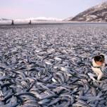 На берег норвегии выбросило 20 тонн сельди