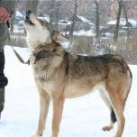 Гибриды волков с собаками терроризируют забайкальских скотоводов