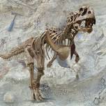 Мощный маюнгазавр обладал слабенькими передними конечностями