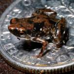 Найдена самая миниатюрная лягушка в мире