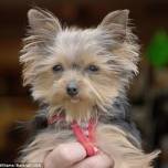 Йоркширский терьер по кличке люси - самая маленькая служебная собака в мире